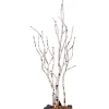 Albero Di Betulla - Birch Tree