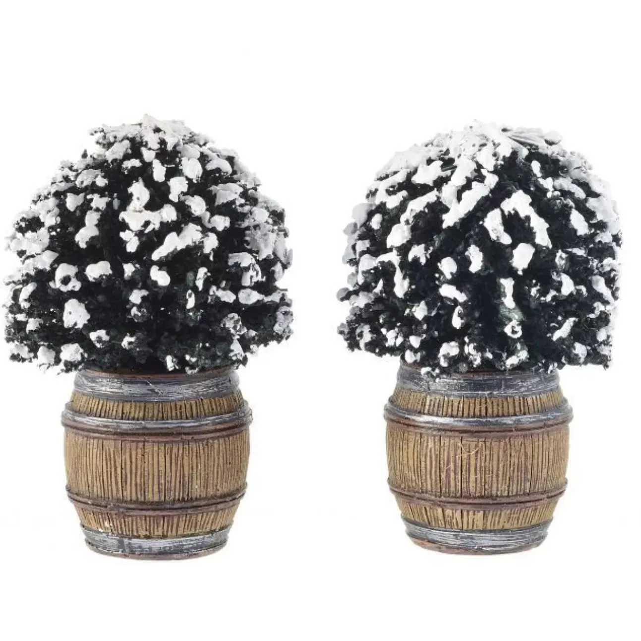 Cespuglio Di Buxus In Botte - Buxus Bush In Barrel