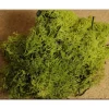 Muschio Lichene Verde Busta Da 30Gr