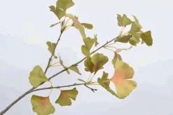 Ramo Di Ginkgo Decorativo 84Cm Verde